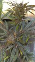 Bild von New420Guy (Midnight Cheese)