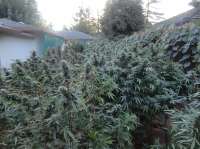 Bild von New420Guy (New Grape 48)