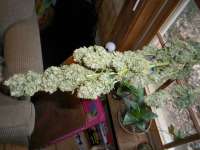 New420Guy Seeds New Grape 48 - ein Foto von Mike1982