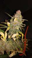 Bild von New420Guy (PaulS Blackberry Fire)