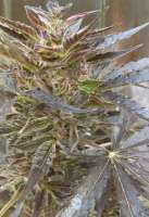 New420Guy Seeds Pauls Bubblegum Surprise - ein Foto von New420Guy