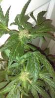 New420Guy Seeds Pauls Purple Cookies - ein Foto von New420Guy