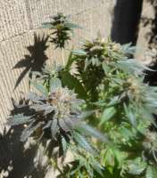 New420Guy Seeds Pauls Purple Fire - ein Foto von New420Guy