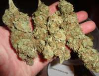 New420Guy Seeds Pauls Purple Fire - ein Foto von New420Guy