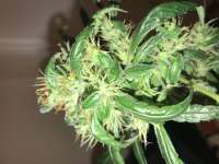 New420Guy Seeds Pibeurt - ein Foto von DankTank