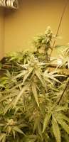 New420Guy Seeds Pine Tar Kush - ein Foto von Swoops