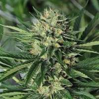 New420Guy Seeds Pine Tar Kush - ein Foto von new420guy