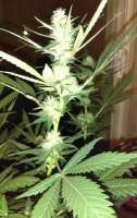 New420Guy Seeds Platinum Cookies - ein Foto von New420Guy