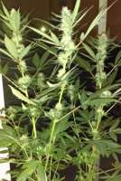 New420Guy Seeds Platinum Cookies - ein Foto von New420Guy