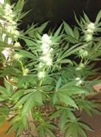 Bild von New420Guy (Platinum Cookies)