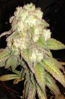 New420Guy Seeds Purple Berry Playboy - ein Foto von New420Guy