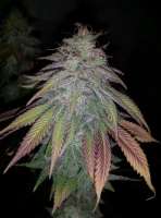 New420Guy Seeds Purple Berry Playboy - ein Foto von new420guy