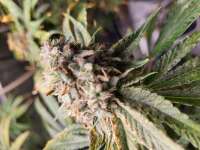 New420Guy Seeds Purple Citrus Mistress - ein Foto von Zarkbbs