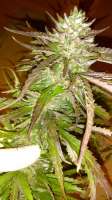 New420Guy Seeds Rusty OG - ein Foto von New420Guy