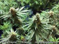 New420Guy Seeds Shock Trauma - ein Foto von new420guy