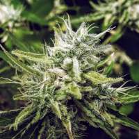 New420Guy Seeds Sour Patch CBD - ein Foto von new420guy