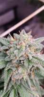 New420Guy Seeds Suicide Black - ein Foto von MidwestSM