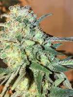 New420Guy Seeds Tahoe OG - ein Foto von new420guy