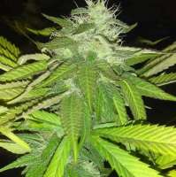 New420Guy Seeds The Force - ein Foto von Madcat