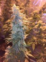 New420Guy Seeds Trident Gum - ein Foto von New420Guy