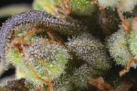 New420Guy Seeds Wilma Kush - ein Foto von Mortadelo