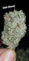 Bild von Newenglandgenetics (Stah Diesel)