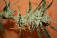 Nilsson Seeds Super Amnesia - ein Foto von NilssonSeeds