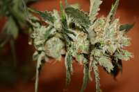 Nilsson Seeds Super Amnesia - ein Foto von NilssonSeeds