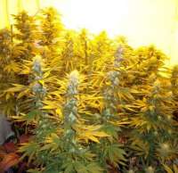 Bild von GreenphoeniX (AK-48)