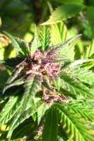 Nirvana Seeds Blue Mystic - ein Foto von Seneti