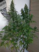 Nirvana Seeds Chrystal - ein Foto von nygrr