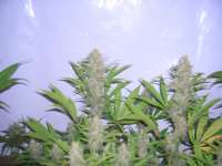 Nirvana Seeds Ice - ein Foto von Roadkill420