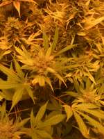 Nirvana Seeds Ice - ein Foto von Roadkill420