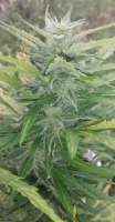 Bild von Buddler (Lemon OG Haze Automatic)