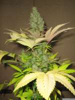 Bild von Chilla (White Widow)