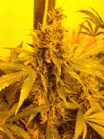 Bild von HCogollo (White Widow)