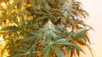 Bild von pippypops (White Widow)