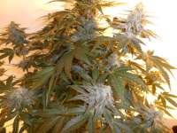 Bild von pippypops (White Widow)