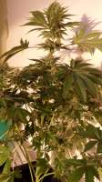 Bild von pippypops (White Widow)