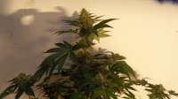 Bild von pippypops (White Widow)