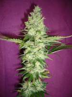 Nirvana Seeds Wonder Woman - ein Foto von merlin