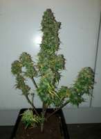 Norden Seeds Auto Viking Blue - ein Foto von patchwork