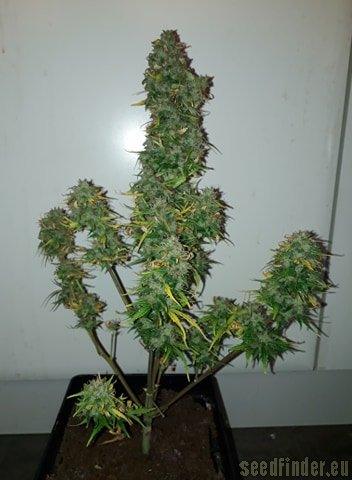 Norden Seeds Auto Viking Blue