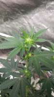 Ocean Grown Seeds Malibu Pie - ein Foto von Bballneck