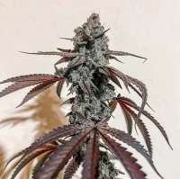 Ohms Seeds Fritter Mintz - ein Foto von Ohmslaw