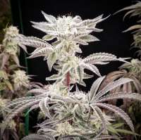 Ohms Seeds La Kush Cake Remix - ein Foto von Ohmslaw