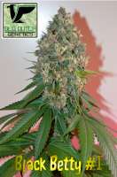 Old Dutch Genetics Black Betty - ein Foto von OldDutchGenetics