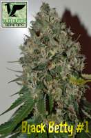 Old Dutch Genetics Black Betty - ein Foto von OldDutchGenetics