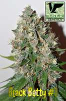 Old Dutch Genetics Black Betty - ein Foto von OldDutchGenetics