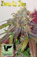 Old Dutch Genetics Zwarte Jan - ein Foto von OldDutchGenetics